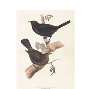 Poster Fåglar